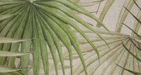 Palm Spring (NWF) 280x416 cm