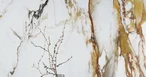 Paonazzo Biondo Polished 160x320